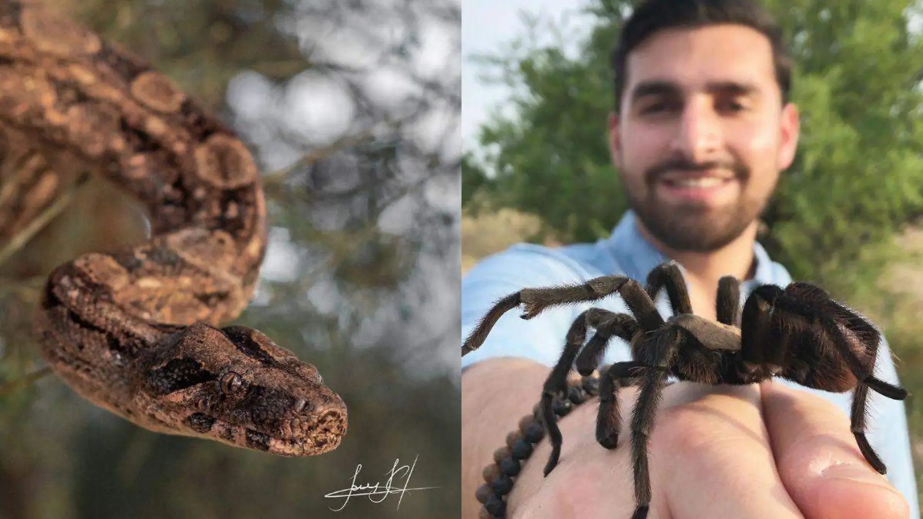 Gila Hikers fauna desierto